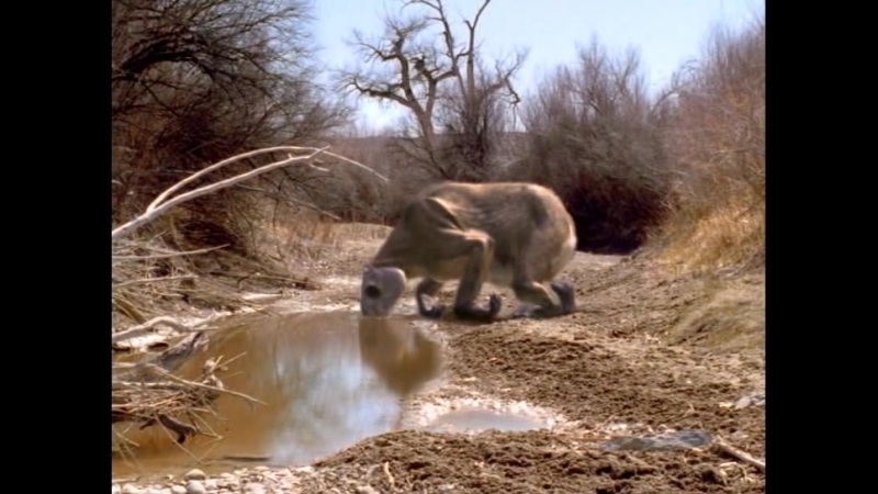 Прогулянки з чудовиськами 3 серія