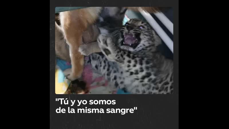 Una perra acoge una cría de leopardo en su familia