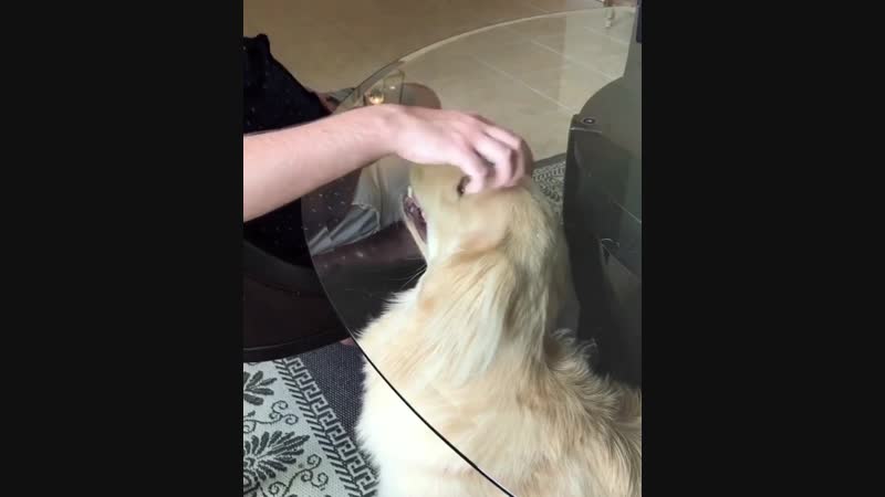 Стеклянный столик и молодые