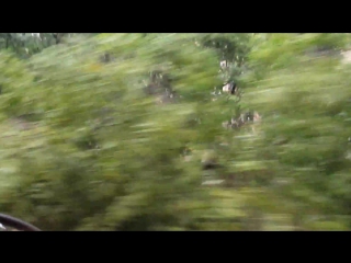 Ураган или просто плохая погода в перми, сломанные деревья, ветер (ужас) последствия урагана