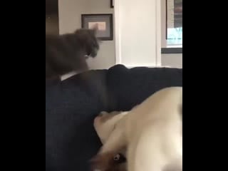 Когда идёт всего лишь четвертый день карантина а вы уже бесите друг друга