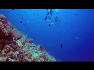 Scuba diving in egypt