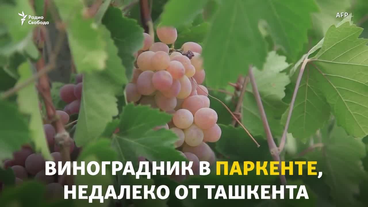 Узбекское пино нуар? не слышали? watch online