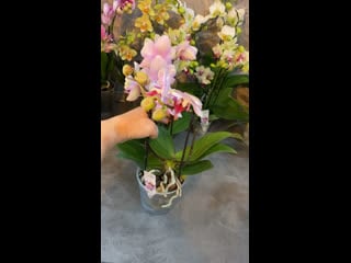 🌺орхидея phalaenopsis my monro 'make up'🌺