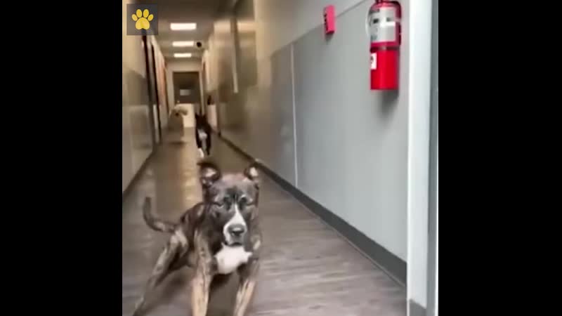 Когда тормоза отказали