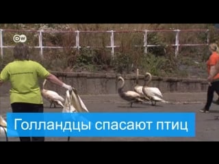 Как голландцы спасают птиц от разлива мазута