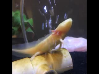 Albie alex and friends brs3b0eactd mp4