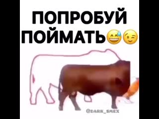 Попробуй поймай
