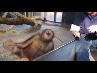 Обезьяна оценила фокус на 5+