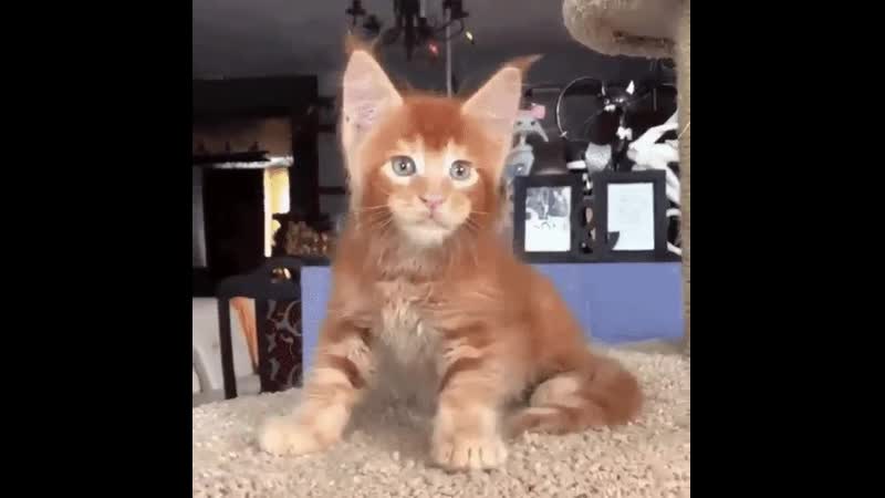 Домашний львенок