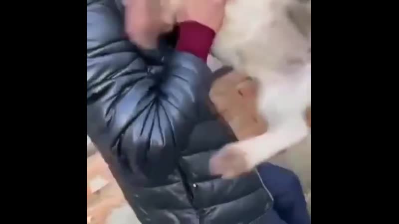 Не для слабонервных! живодеры взорвали петарды в пасти щеночка и матери