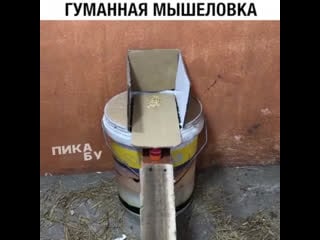 Гуманная мышелоа