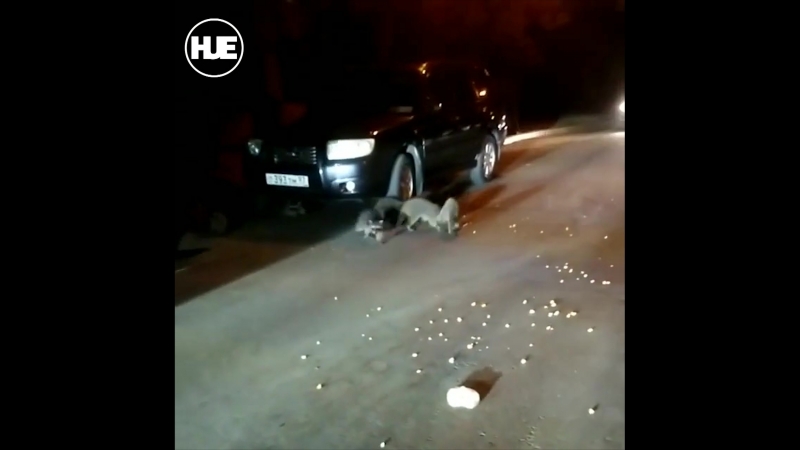 В сочи голодные еноты заблокировали дорогу для проезда
