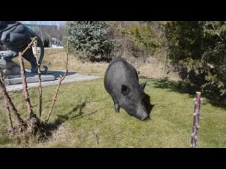 Вьетнамская свинка сбежала из вольера !