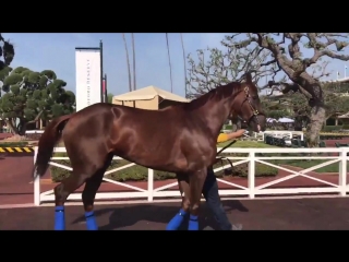 Spotted vasilika looking energetic this morning while schooling in the paddock @santaanitapark will she pave her way to the @ma