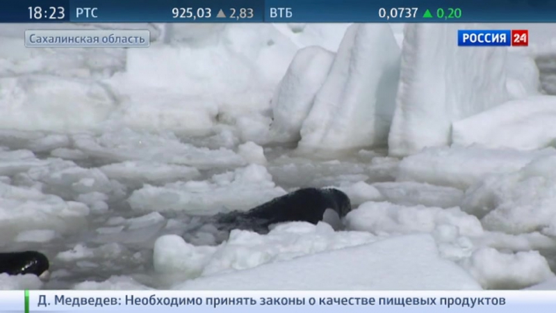 Трех застрявших на сахалине косаток удалось спасти, разогнав куски льда руками