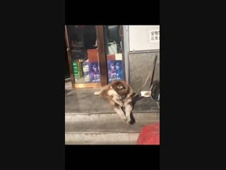 He’s just waiting for his hooman