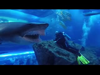 This dudes dentist didnt approved colgate #shark #dubai