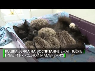 Мама муся кошка усыновила восьмерых ёжиков сирот