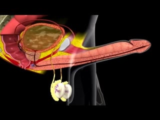 Как происходит эрекция и эякуляция у мужчин