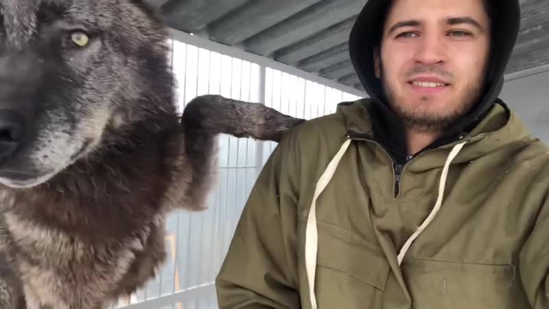 Канадский волк