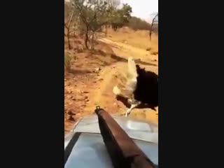 If i try to porn an ostrich