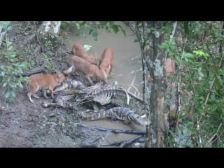 Полосатый варан и красные волки борются за тушу гаура (wild dogs vs water monitor for a gaur corpse)