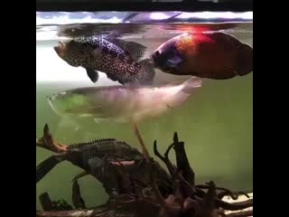 Aquariums ig b9xhqsjp v3 mp4