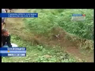 Плантация марихуаны в комарово