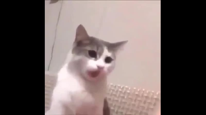 Всратые видеоролики