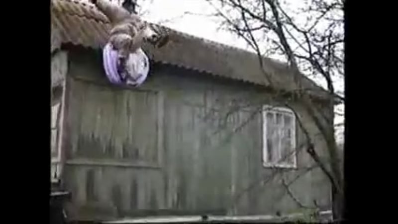 Jackass<–>all! (club19845278) tm panica to die for (шапик и его дурачки прекрасны) (украина, киев)