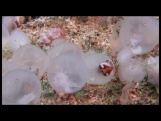 Colourful cuttlefish hatching from their eggs