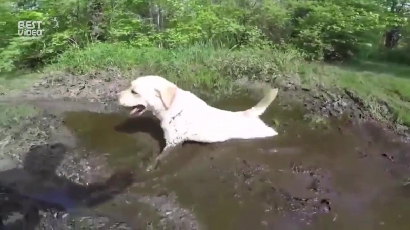 Лабрадор в действии