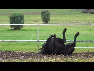 This morning i literally filmed a horse "horsing around"