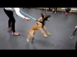 Vyatkins’ bulat 3,5 months old