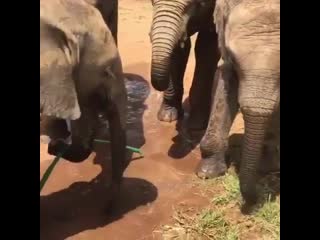 Beautiful elephants playing with wate
