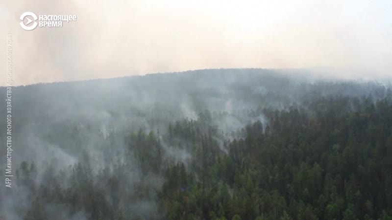 Сотрудник гринписа россии о лесных пожарах в сибири