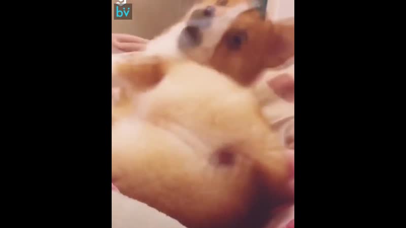 Подборочка милых корги