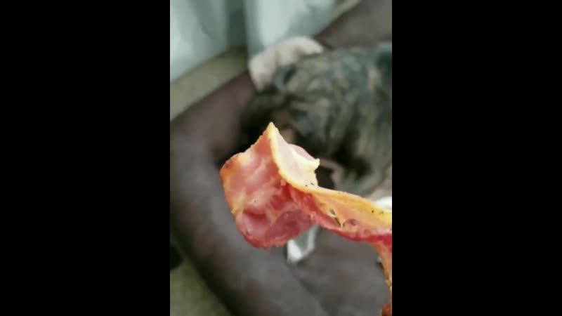 Будим собакена