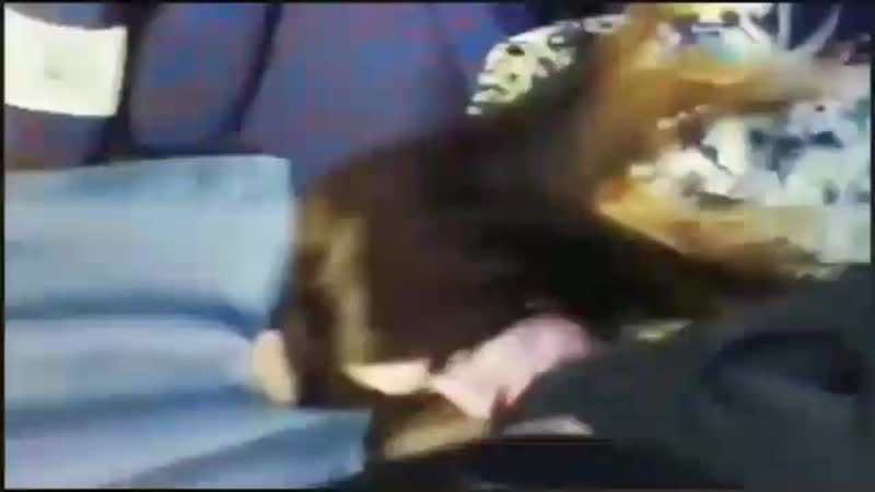 Жёсткий отсос от девочки били айлиш, заглатывает член