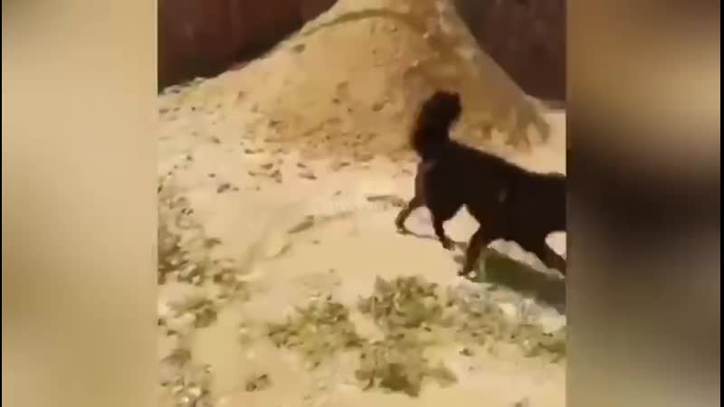 Житель загородного поселка поссорился, кажется, со всеми соседями и натравил на них молодые