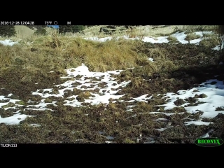 Songbirds in sacatara canyon exclosure on tejon ranch