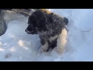 Видео от геннадия шахова