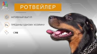 Rottweiler Adults Порно Видео | ассорти-вкуса.рф