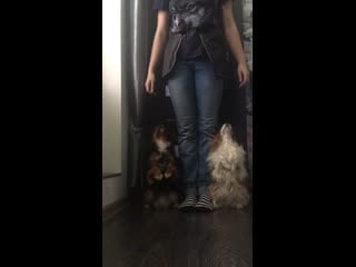 Видео от viva and annie cavalier king charles spaniel