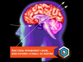 Как гены управляют сном, или почему «совы» не лентяи