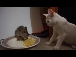 Epic! funny cats and kittens who dont want to share their food kitten very prot