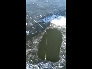 На удочку поймал белугу