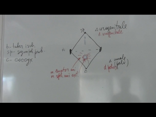 Промежность (perineum)