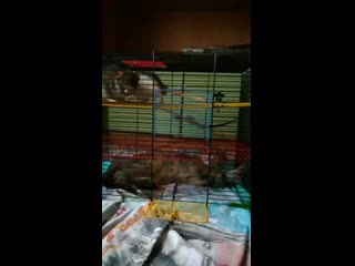 Vid 20191110 111742 mp4